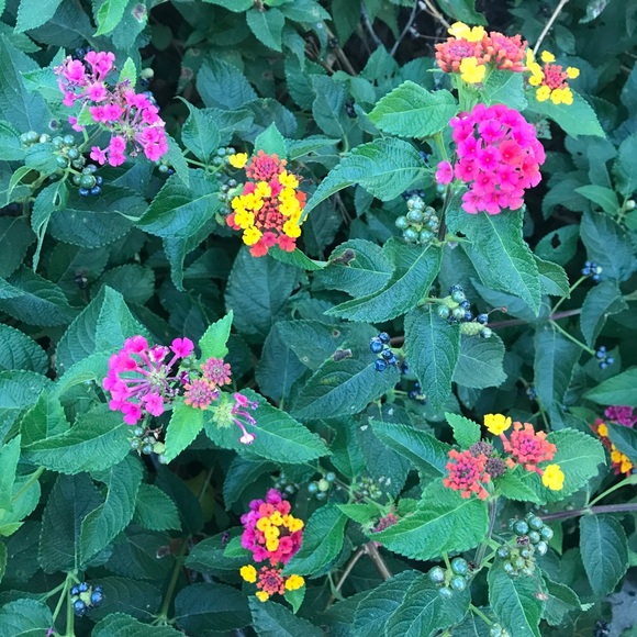 Meet your Posher - Picture 1 of 1